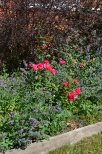 DSC_2119.JPG