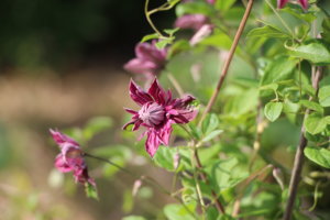 IMG_7266.JPG