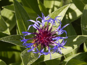 DSCN6236.JPG