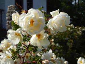 DSCN6257.JPG