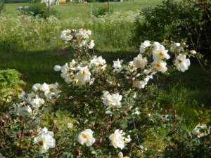 DSCN6262.JPG