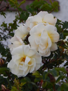DSCN6265.JPG