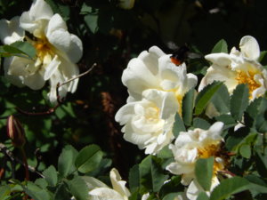 DSCN6372.JPG