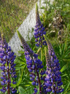DSCN6287.JPG