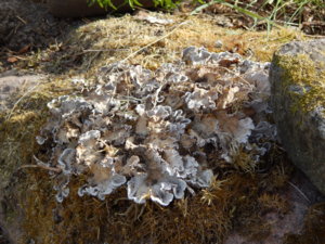 DSCN6458.JPG