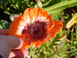 DSCN6227.JPG