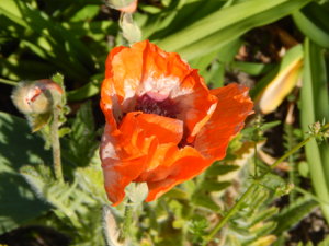 DSCN6228.JPG