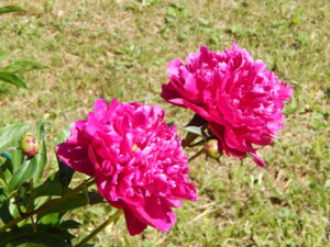 DSCN6546.JPG
