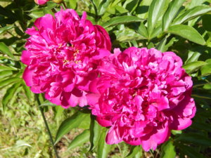 DSCN6548.JPG