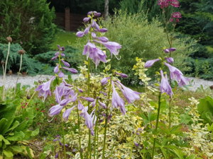 20180628_171553.jpg