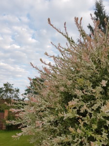 20180621_194629.jpg