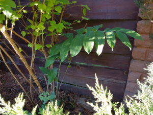 20180704_200925.jpg