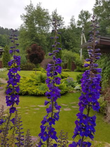 20180615_094335.jpg
