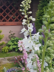 20180617_144118.jpg