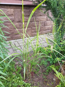 20180628_175915.jpg