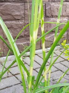 20180628_175928.jpg