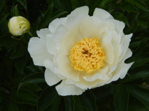 DSCN6582.JPG