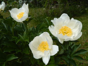 DSCN6915.JPG