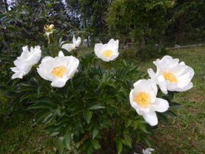 DSCN6916.JPG