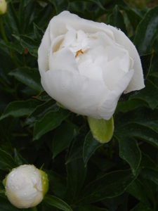 DSCN6671.JPG