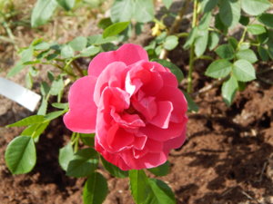 DSCN6570.JPG