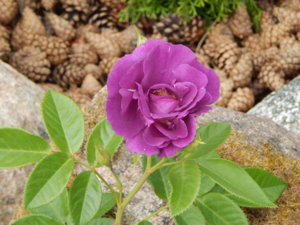 DSCN6731.JPG