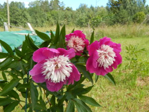 DSCN6893.JPG