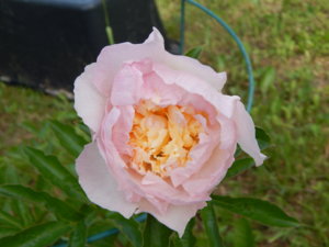 DSCN6896.JPG