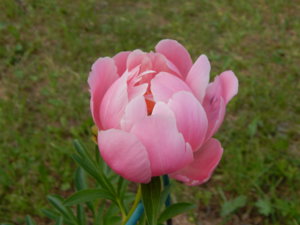 DSCN6898.JPG