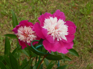 DSCN6908.JPG
