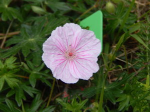 DSCN6925.JPG