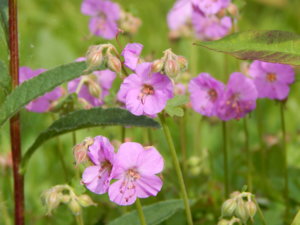 DSCN6511.JPG