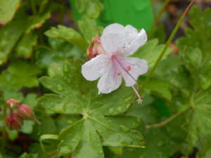 DSCN6593.JPG