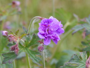 DSCN6101.JPG