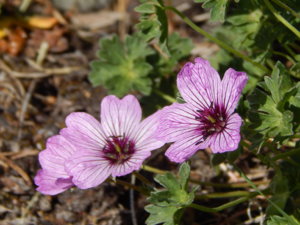 DSCN6168.JPG