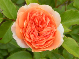 DSCN6752.JPG