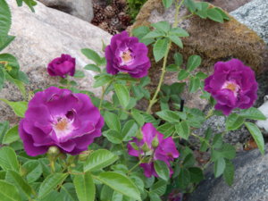 DSCN6790.JPG