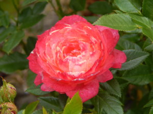DSCN6768.JPG