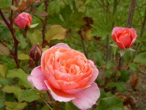 DSCN6769.JPG