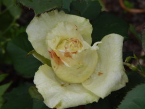 DSCN6777.JPG