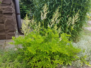 20180628_171337.jpg