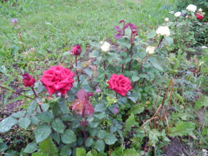 DSCN6963.JPG