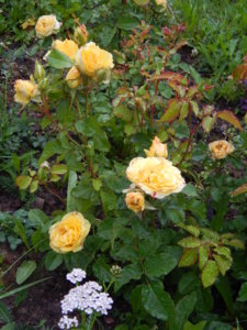DSCN6964.JPG