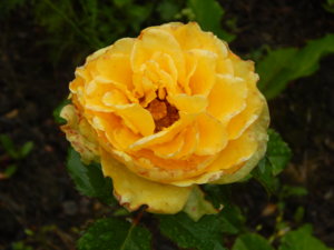 DSCN6966.JPG