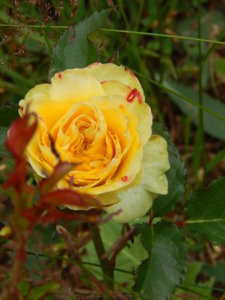 DSCN6775.JPG