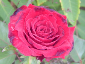 DSCN6781.JPG
