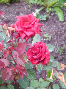 DSCN6960.JPG