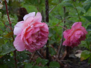DSCN6974.JPG
