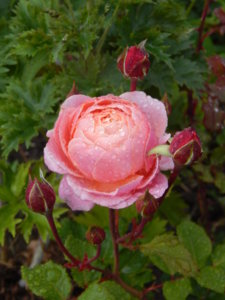 DSCN6975.JPG