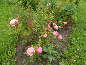 DSCN7030.JPG